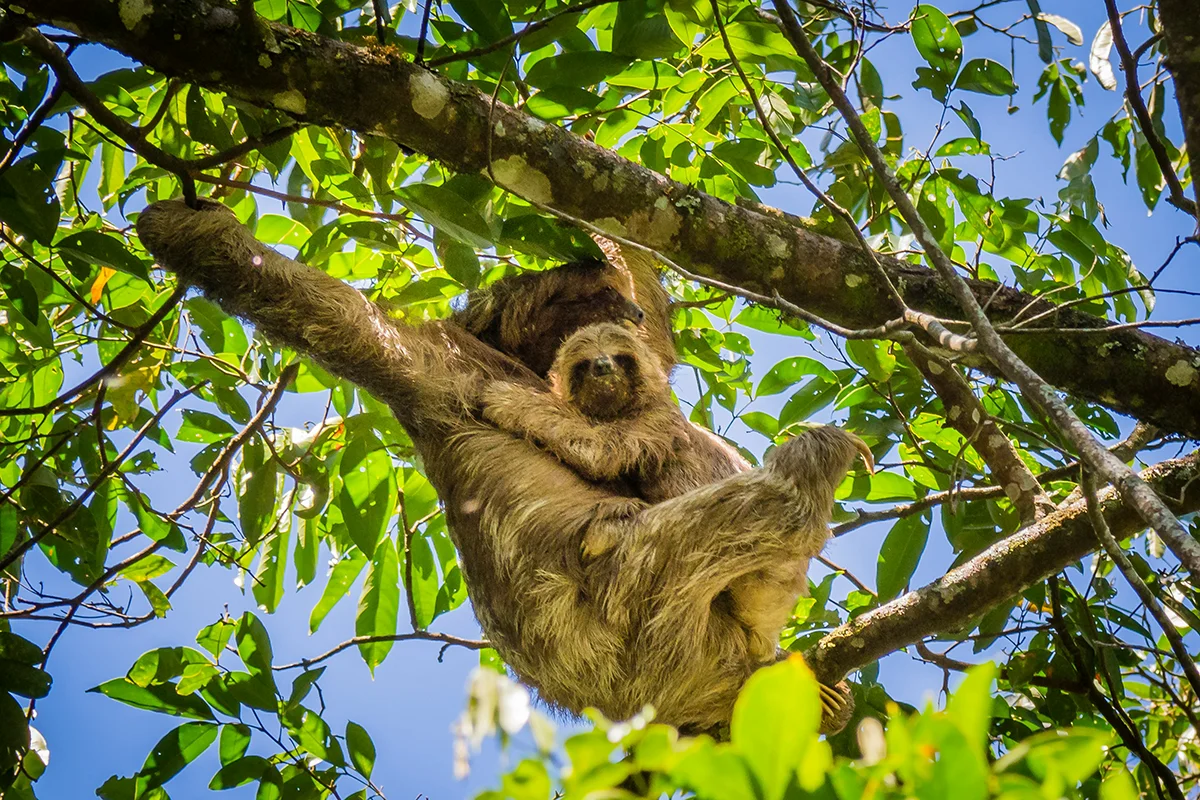 Close-up of a Capuchin monkey perched on a branch in Monteverde, Costa Rica.