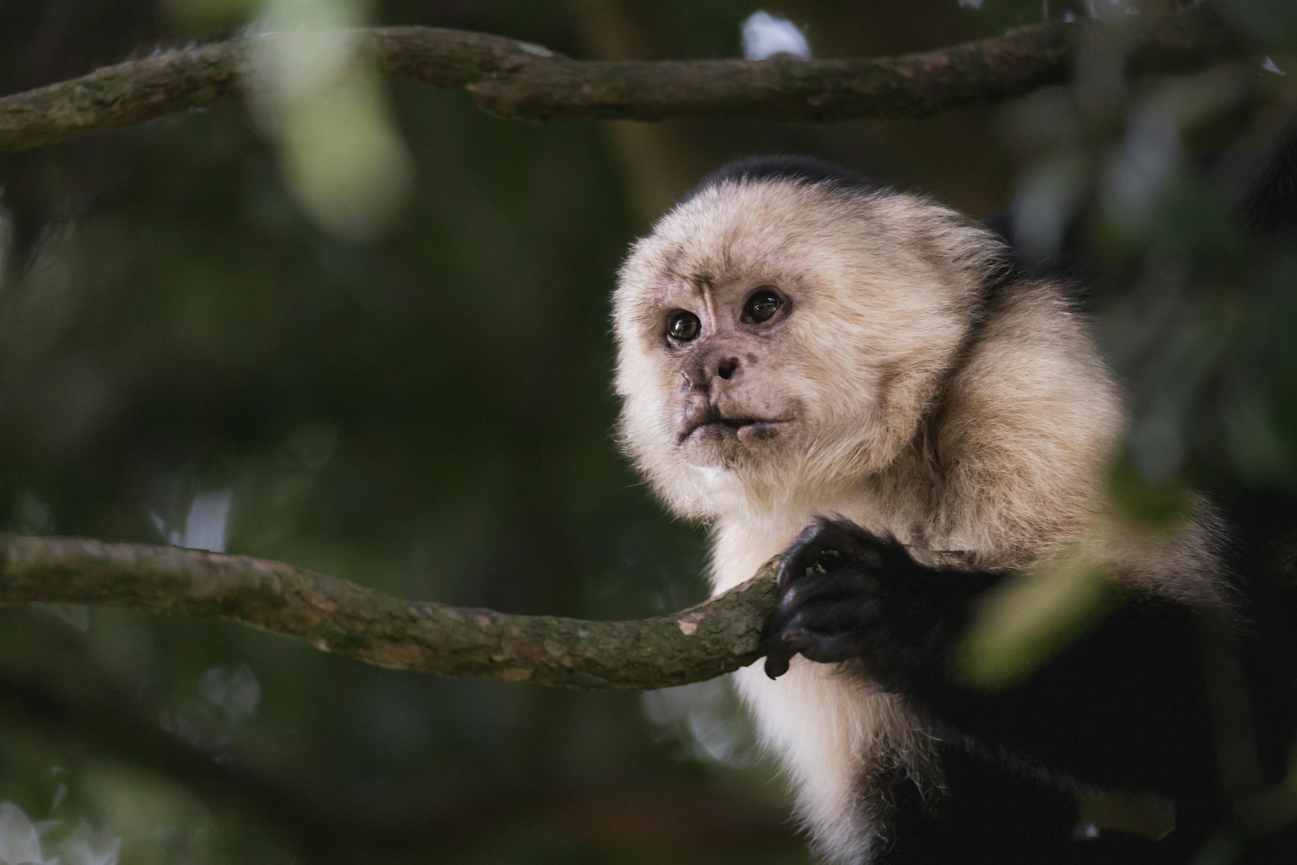 Close-up of a Capuchin monkey perched on a branch in Monteverde, Costa Rica.