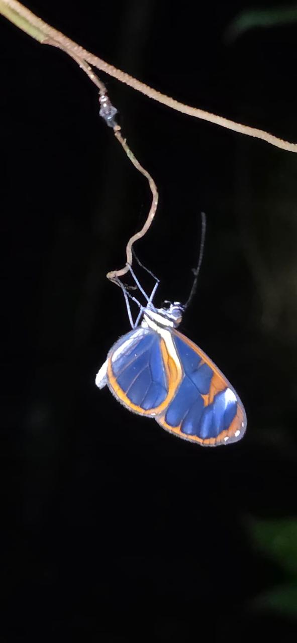 A New Hands-On Science Activity for Our Biology-Focused School Tours